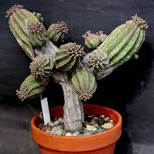 Image result for Euphorbia baylissii