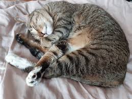We did not find results for: Let S Take A Look At The Cats Of Kpop The Honey Pop