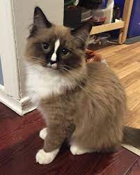 Use the search tool below and browse adoptable ragdolls! Pin On Ragdolls