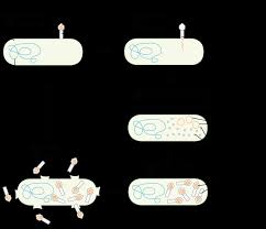 Bacteriofago lambda 1 record at right shows a virus that attacks bacteria, known as the lambda bacteriophage, which measures roughly nanometers. Bacteriofagos Artigo Virus Khan Academy
