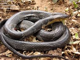 Image result for Nelsonia smithii