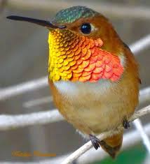 Bird Flying Into Window Meaning Pin On Other Hummingbird Artists