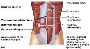 Parts Of The Abdominals Abdominal Muscles Anatomy Abdominal Muscles Muscle Anatomy