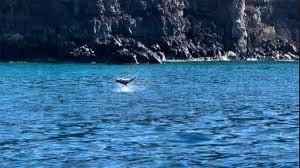 Protecting Hawaiian spinner dolphins from harassment in Big Island waters  is not easy : Kauai Now