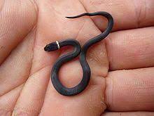 Webnovel>all keywords>snake with red ring around neck. Ring Necked Snake Wikipedia