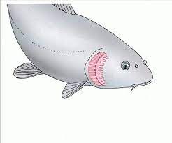 Agar ikan mudah bergerak, ikan mensekresikan lendir yang ada pada tubuhnya agar tubuhnya menjadi licin dan dapat meminimalkan gesekan dengan air. Sistem Pernafasan Ikan Ciri Ciri Struktur Ikan