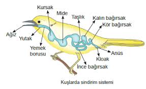 sindirim sistemi giris cesitleri ve ornekler bikifi