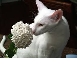 *all reserved* f̶o̶u̶r̶ beautiful dsh for sale: Oriental Oriental Shorthair Cats Oriental Shorthair Oriental Cat