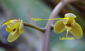 Image result for Ixora brachypoda