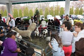 We are located in long island, but we travel to your location. Petting Zoo Parties And Rentals Ny Nyc Nj Ct Long Island