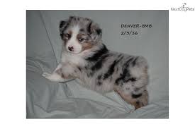 Looking for a puppy in georgia? Puppies For Sale From Rainbow Australian Shepherds Member Since March 2007