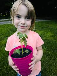 How to display garlic for sale?