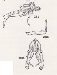 Image result for Habenaria humilior