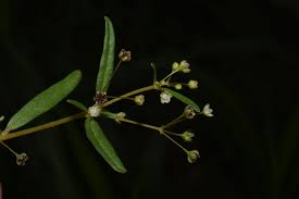 Image result for Gisekiaceae