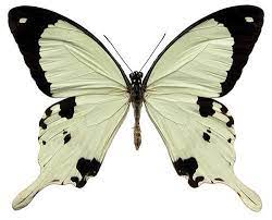 neat white butterfly butterfly species butterfly art beautiful butterflies