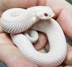 Anaconda Snow Hognose Snake Pet Snake Hognose Snake Western Hognose Snake