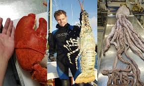 Untuk melihat detail lagu melawan ketam gergasi hungry shark evolution klik salah satu judul kemudian untuk link download melawan ketam gergasi hungry shark evolution ada di halaman. Ketam Udang Sotong Gergasi Pernah Ditangkap Umpan