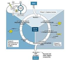 Calvin Cycle Plant Science Teaching Biology Biochemistry