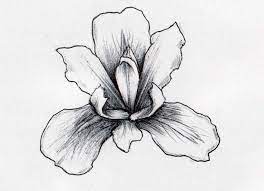 Iris Flowers Drawings Flowers Tree Of Life V98nwmjg0n Iris Flower Tattoo Iris Drawing Iris Tattoo