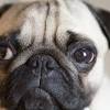Commercial pet foods and foods contaminated by coliform bacteria contain endotoxin. 1