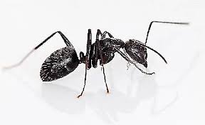 They can also live in mulch. How To Kill Carpenter Ants Terro