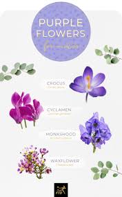 All soil types range • anemone de caen cultivars (single flowering), including 'hollandia' (red,with white base and black centre), 'mr fokker' (purple blue). 50 Types Of Purple Flowers Ftd Com