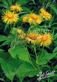 Image result for Teleiodes sequax