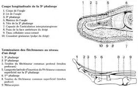 Developpement Et Sante Traumatisme De La Troisieme Phalange Des Doigts