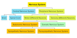 Let's learn all about the human brain! Biopsychology Diagram Quizlet