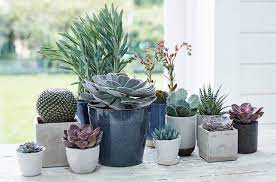 An extensive illustrated plant directory profiles more than 200 succulent and cactus varieties, with instructions on how to grow each one. Rhs Practical Cactus Succulent Book Hillier Garden Centres