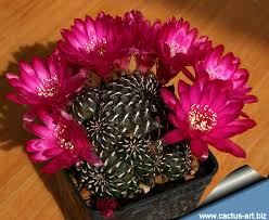 Image result for Holubia saccata