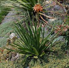 Image result for Aloe cooperi
