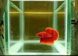 Jenis ikan cupang ini hmpk menuai banyak pujian dari pecinta cupang, pasalnya bentuk dan warnanya sangat indah dan. Cupang Hmpk Super Red Ferarri Ikan Body Cakep Jual Beli Hewan Jadi Mudah