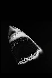 Great white shark animated shark pictures to colour shark gills black and white clipart Monochrome Horror Great White Shark Animal Picture Poster Art Wall Frame Posters And Print Silk Fabric For Home Decor Painting Calligraphy Aliexpress