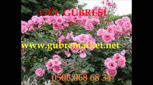 Gul Gubresi Nerden Temin Edilir Gul Gubresi Nasil Kullanilir Gul Gubresi Agac Basina Kac Gr Verilm Youtube