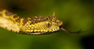 Black And Yellow Snake Texas Meet Matilda S Horned Viper The Newest Snake In The World Wildlife Conservation Society Animals Black And Yellow Snake