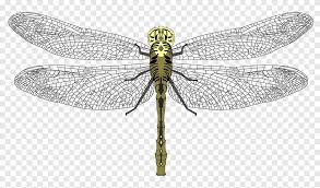 Image result for Pterygota