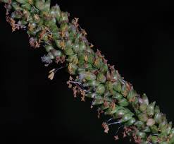 Image result for Setaria geminata