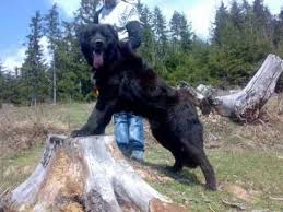 Specificatii rase ciobanesc carpatin descriere femela 4 ani, ciobănesc romanesc de bucovina, excelent de paza, frumoasa, mare, sănătoasă. Ciobanesc Romanesc Corb Romanian Raven Shepherd Youtube