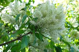 Arbusto / albero sempreverde fino a 10 m con foglie coriacee e fiori rossicci. Zainoinspalla La Natura In Montagna Regno Vegetale