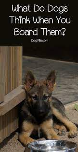 What Do Dogs Think When You Board Them Dogvills