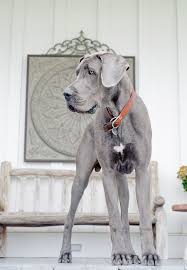 We did not find results for: Wedding Portfolio Shy Laurel Photography Dane Dog Great Dane Dogs Dane Puppies