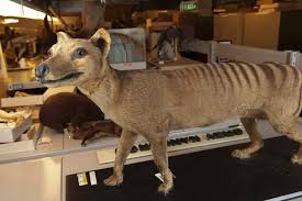 The scientists found that thylacine skulls bore similarities to the grey wolf and red fox, despite the. Chasing The Tiger With Stealth Smarts And Science Abc News Australian Broadcasting Corporation
