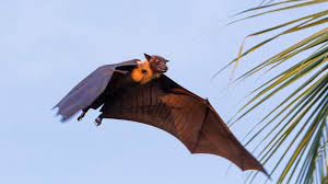Its natural habitats are subtropical or tropical dry forests and subtropical or tropical swamps. Fruit Bats Or Flying Fox