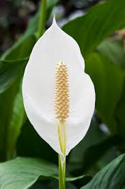 Peace Lilly