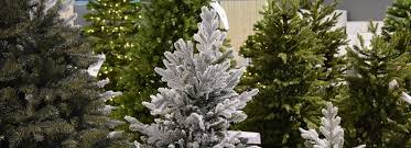 Des Sapins De Noel Famiflora
