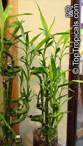Image result for Dracaena sanderiana