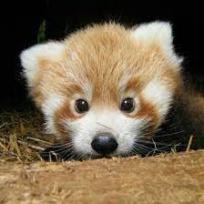 Rare Panda Cubs Emerge From Their Den For The First Time Cute Animals Animals Beautiful Cute Animal Pictures