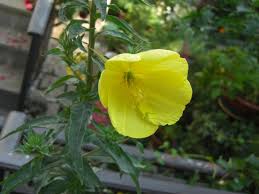 Queste varietà di fiori è tra le più difficili da trovare in commercio e le più complicate. Spontanee Pagina 3 Nel Giardino Di Rosita