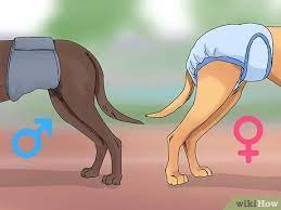 3 Simple Ways To Help A Dog In Heat Wikihow